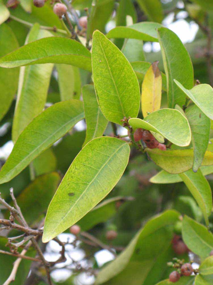            Sun leaves (Riverside, CA)   